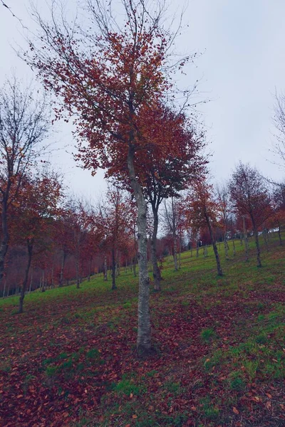 가을에 나뭇잎이 나무들 — 스톡 사진