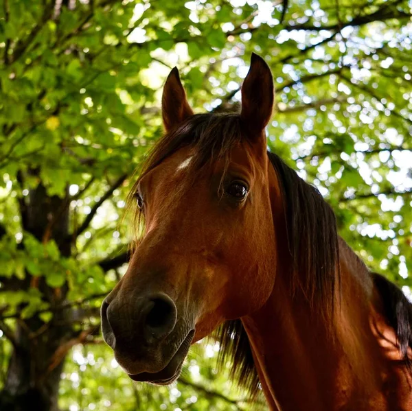 Красивый Коричневый Портрет Лошади Горах — стоковое фото