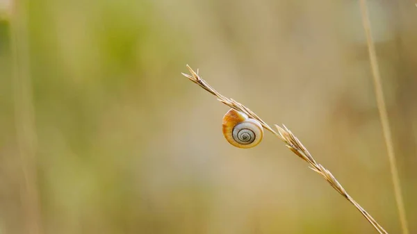 Beau Petit Escargot Sur Fleur Dans Nature Automne — Photo