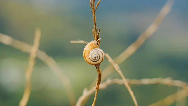 Hermoso Caracol Flor Naturaleza Temporada Otoño — Foto de Stock