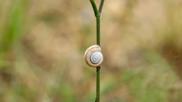 Beautiful Little Snail Flower Nature Autumn Season — Stock Photo, Image