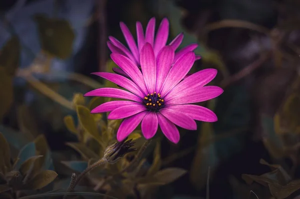 Krásné Růžové Květy Zahradě Podzimní Sezóně — Stock fotografie