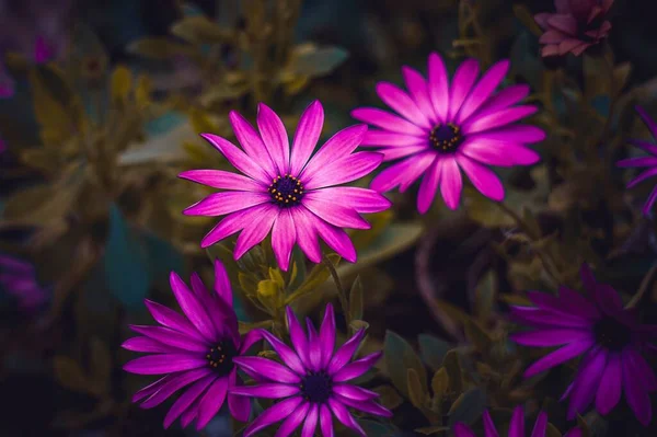 Schöne Rosa Blüten Garten Herbst — Stockfoto