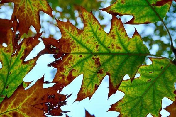 Green Tree Leaves Autumn Season Green Background — Stock Photo, Image