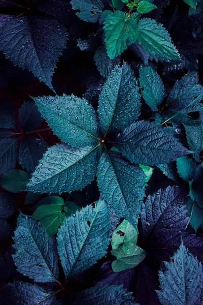 Folhas Plantas Azuis Jardim Temporada Outono Fundo Azul — Fotografia de Stock