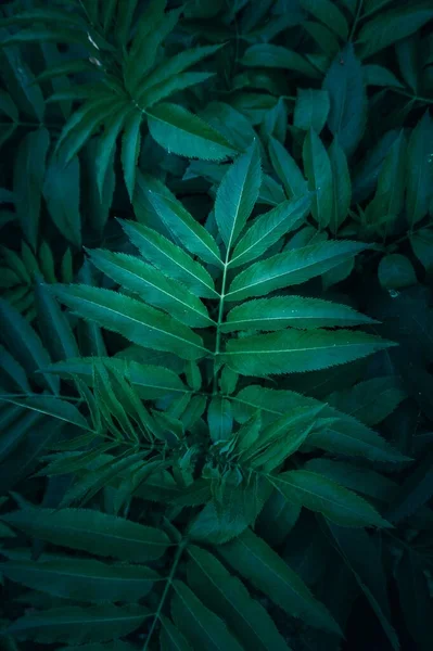 Folhas Plantas Verdes Jardim Temporada Outono Fundo Verde — Fotografia de Stock