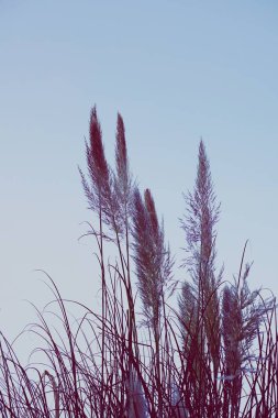       Sonbahar mevsiminde doğada beyaz çiçek ve mavi gökyüzü                           