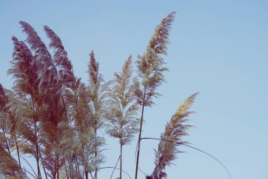       Sonbahar mevsiminde doğada beyaz çiçek ve mavi gökyüzü                           