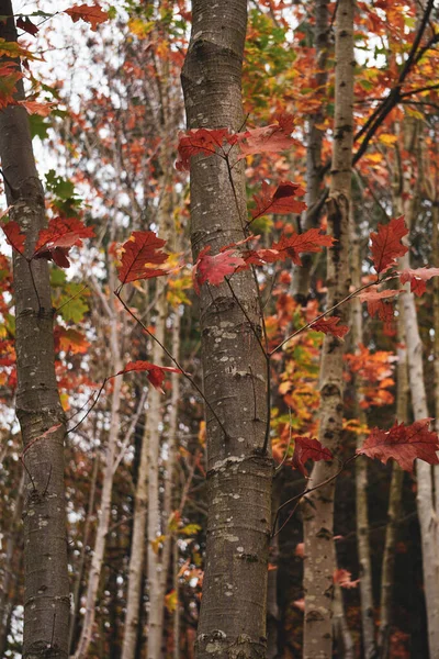 Sonbahar mevsiminde dağda kahverengi ve kırmızı yapraklı ağaçlar 
