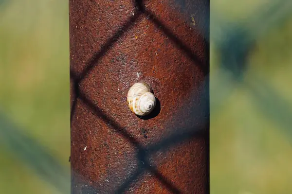 Little Snail Nature Autumn Season — Stock Photo, Image