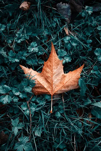 Sonbahar Mevsiminde Yeşil Çimlerin Üzerinde Kahverengi Akçaağaç Yaprağı — Stok fotoğraf