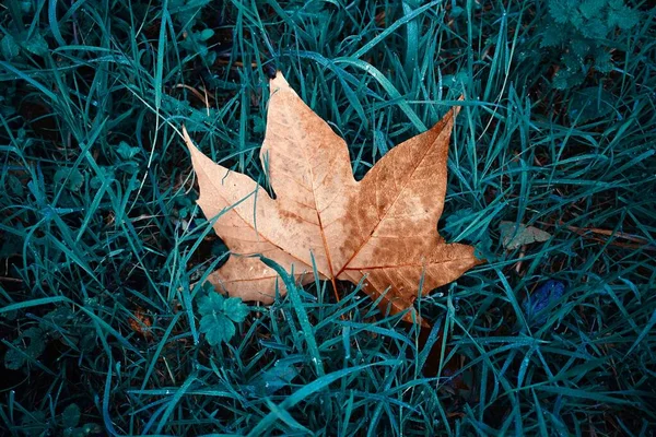 Brązowy Liść Klonu Zielonej Trawie Sezonie Jesiennym — Zdjęcie stockowe