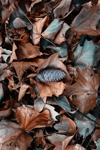 Brązowe Liście Szyszki Sezonie Jesiennym — Zdjęcie stockowe