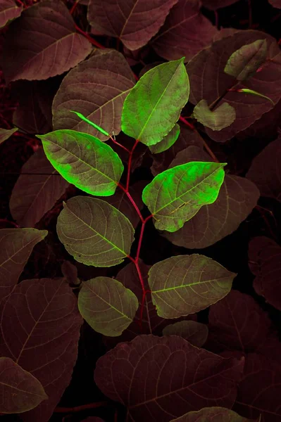 Folhas Plantas Vermelhas Jardim Temporada Outono — Fotografia de Stock