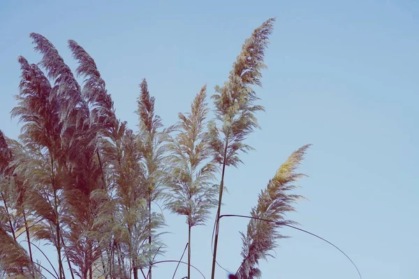       Sonbahar mevsiminde doğada beyaz çiçek ve mavi gökyüzü                           