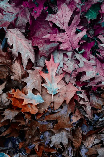 Bruine Veelkleurige Bladeren Grond Het Najaar Herfststemming Herfstbladeren Herfstkleuren — Stockfoto