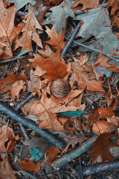 Hnědé Listy Borový Kužel Zemi Podzimní Sezóně Podzimní Nálada Podzimní — Stock fotografie