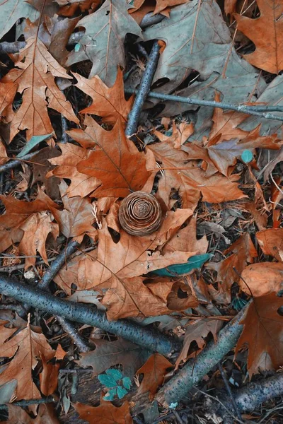 Folhas Marrons Cone Pinho Chão Temporada Outono Humor Outono Folhas — Fotografia de Stock