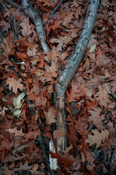 Braune Blätter Und Stamm Auf Dem Boden Herbst Herbstfarben Herbststimmung — Stockfoto