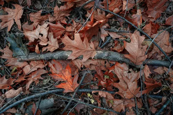 가을에는 줄기가 가을에는 기분이 가을에는 — 스톡 사진