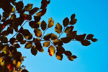                       yeşil ağaç yaprakları ve mavi gökyüzü sonbahar mevsiminde, sonbahar havasında            