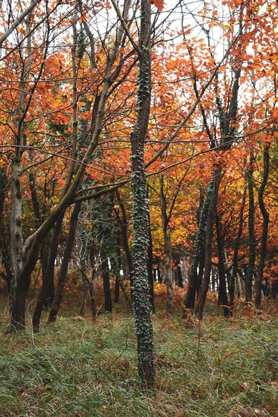 Árvores Com Folhas Marrons Montanha Temporada Outono Cores Outono Folhas — Fotografia de Stock