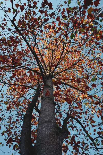 Alberi Con Foglie Marroni Montagna Autunno Colori Autunnali Foglie Autunnali — Foto Stock