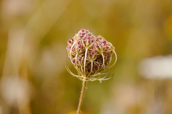 Plante Fleur Verte Dans Jardin Automne Couleurs Automne — Photo