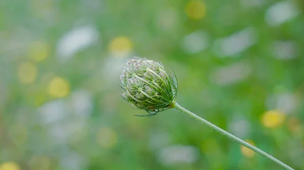 Plante Fleur Verte Dans Jardin Automne Couleurs Automne — Photo