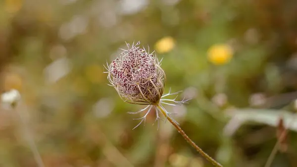 Zielony Kwiat Ogrodzie Sezonie Jesiennym Jesienne Kolory — Zdjęcie stockowe