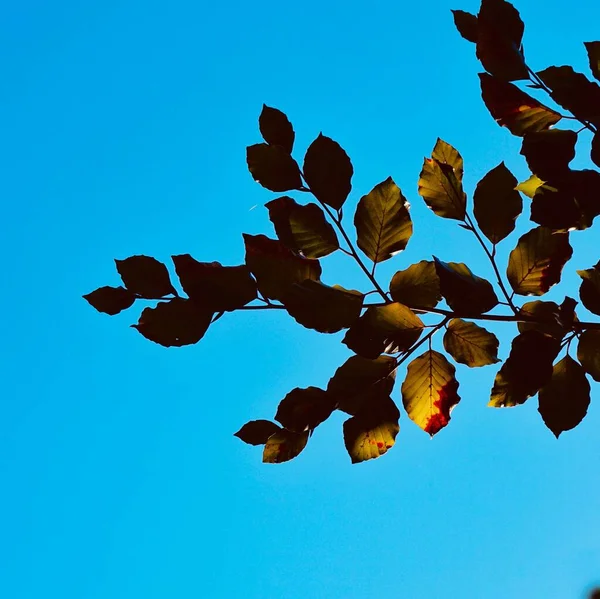 Zelené Listy Stromů Modré Nebe Podzimní Sezóně Podzimní Nálada — Stock fotografie