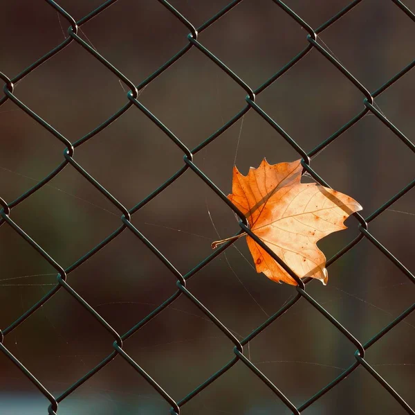 Liść Klonu Brunatnego Metalowym Ogrodzeniu Jesienią Jesienne Liście Jesienne Kolory — Zdjęcie stockowe