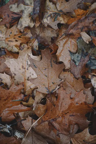 Hojas Marrones Con Gotas Días Lluviosos Temporada Otoño Hojas Otoño — Foto de Stock