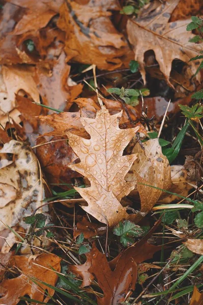 Feuilles Brunes Avec Gouttes Jours Pluie Automne Feuilles Automne Couleurs — Photo