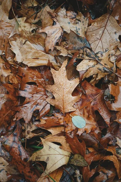 Braune Blätter Mit Tropfen Regentage Herbst Herbstblätter Und Herbstfarben — Stockfoto