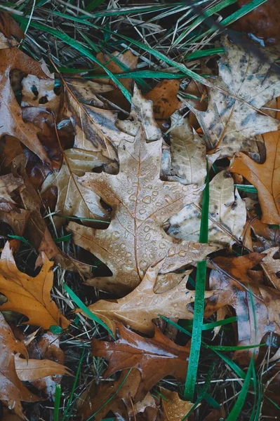 Καφέ Φύλλα Σταγόνες Βροχερές Μέρες Την Φθινοπωρινή Περίοδο Φθινοπωρινά Φύλλα — Φωτογραφία Αρχείου