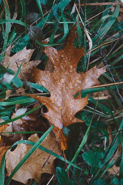 Damlalı Kahverengi Yapraklar Sonbahar Mevsiminde Yağmurlu Günler Sonbahar Yaprakları Sonbahar — Stok fotoğraf