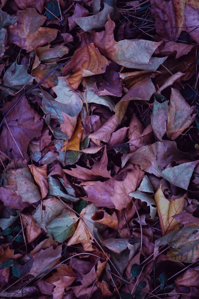 Πολύχρωμα Ξηρά Φύλλα Στο Έδαφος Την Εποχή Του Φθινοπώρου Φθινοπωρινά — Φωτογραφία Αρχείου