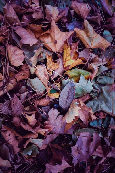 Folhas Secas Multicoloridas Chão Temporada Outono Folhas Outono Cores Outono — Fotografia de Stock