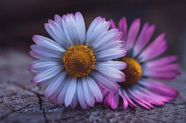 Hermosa Flor Margarita Blanca Jardín Temporada Otoño Colores Otoño — Foto de Stock