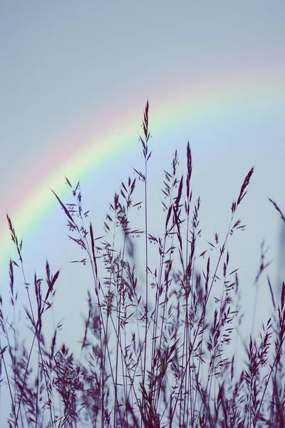 Plants Rainbow Blue Sky Nature Atumn Season — Stock Photo, Image