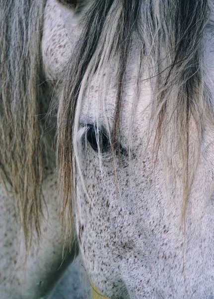 Beautiful White Horse Portrait Nature — Stock Photo, Image