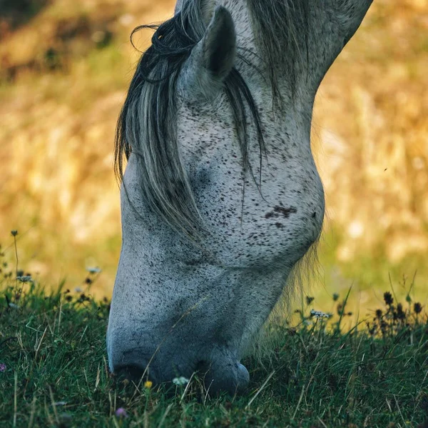 Beautiful White Horse Portrait Nature — Stock Photo, Image
