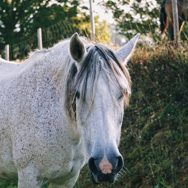 Mooi Wit Paard Portret Natuur — Stockfoto