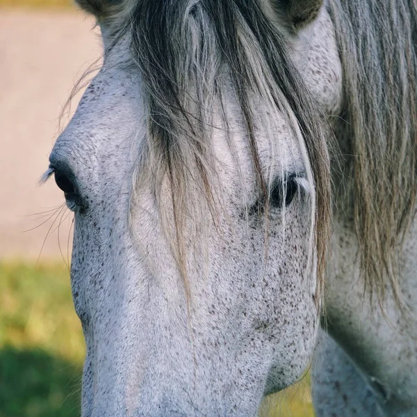 Hermoso Retrato Caballo Blanco Naturaleza —  Fotos de Stock