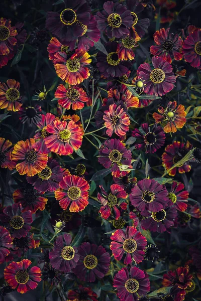 Fialové Květy Zahradě Podzimní Sezóně Podzimní Barvy — Stock fotografie