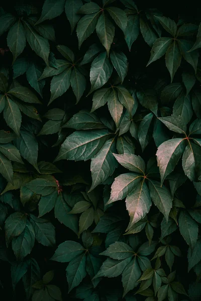 Folhas Plantas Verdes Natureza Temporada Outono Fundo Verde — Fotografia de Stock