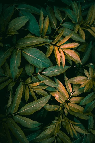 Green Plant Leaves Nature Autumn Season Green Background — Stock Photo, Image