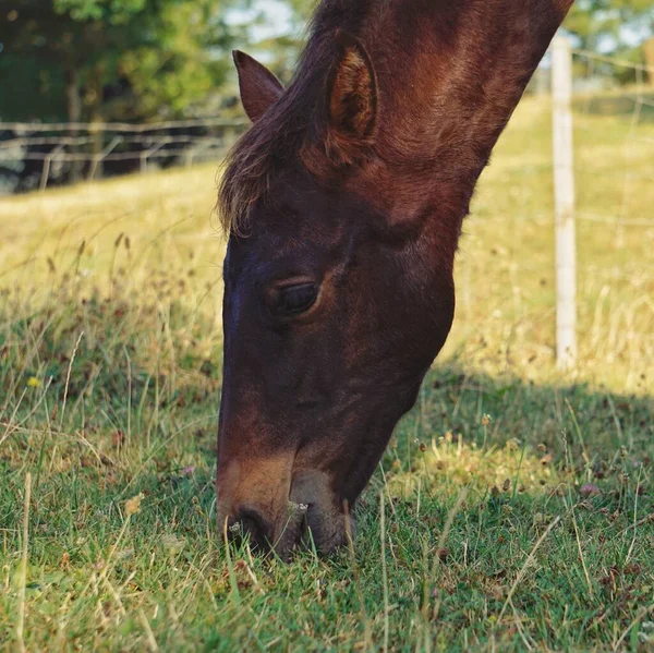 Belo Cavalo Marrom Retrato Natureza — Fotografia de Stock