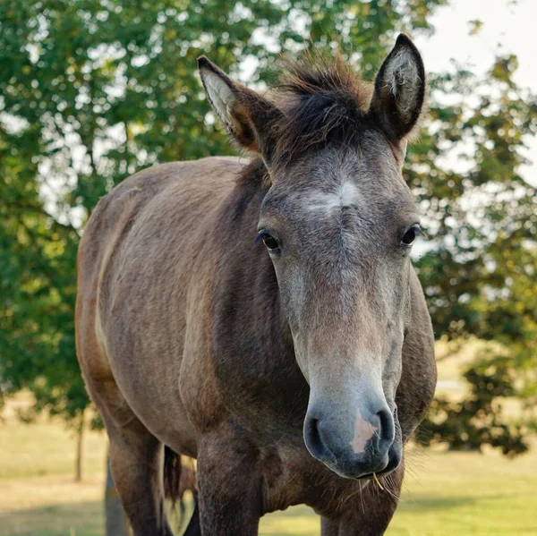 Красивый Коричневый Портрет Лошади Природе — стоковое фото